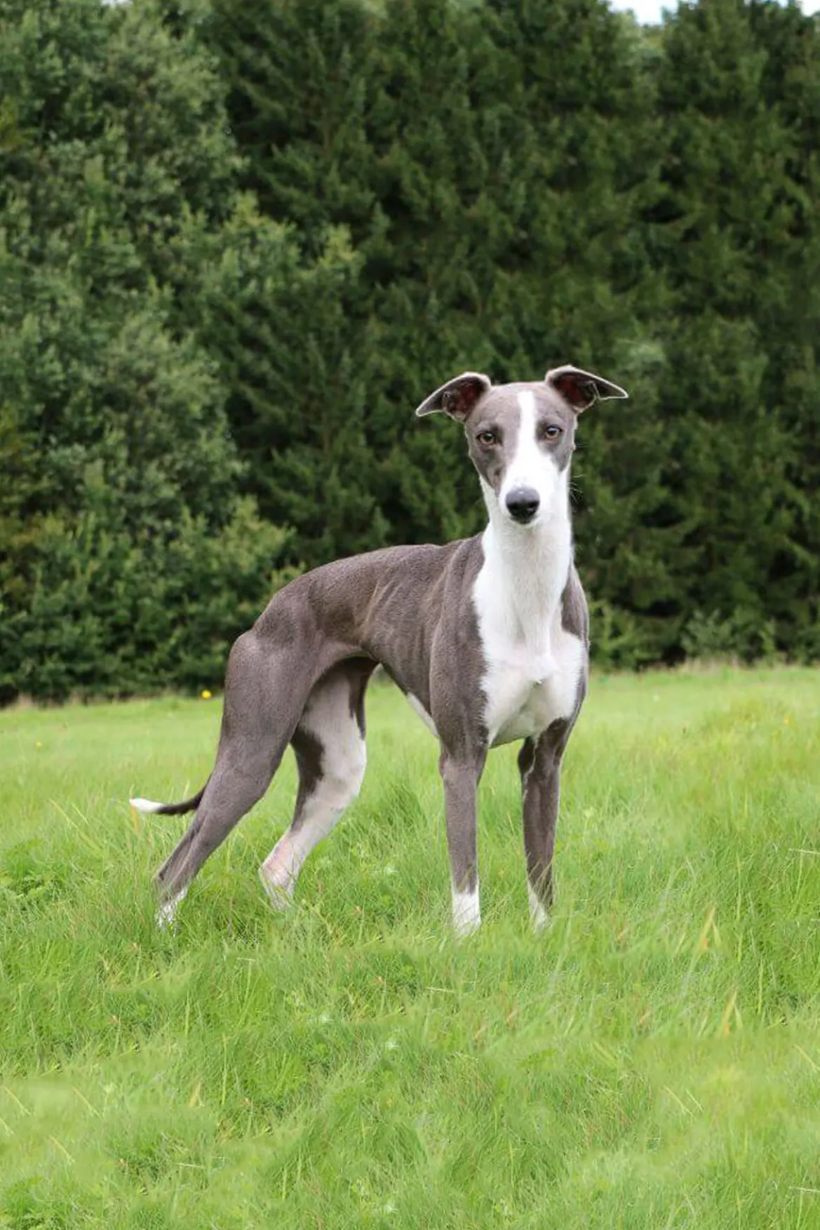 CUSTOM RYAN JACKET | BLACK