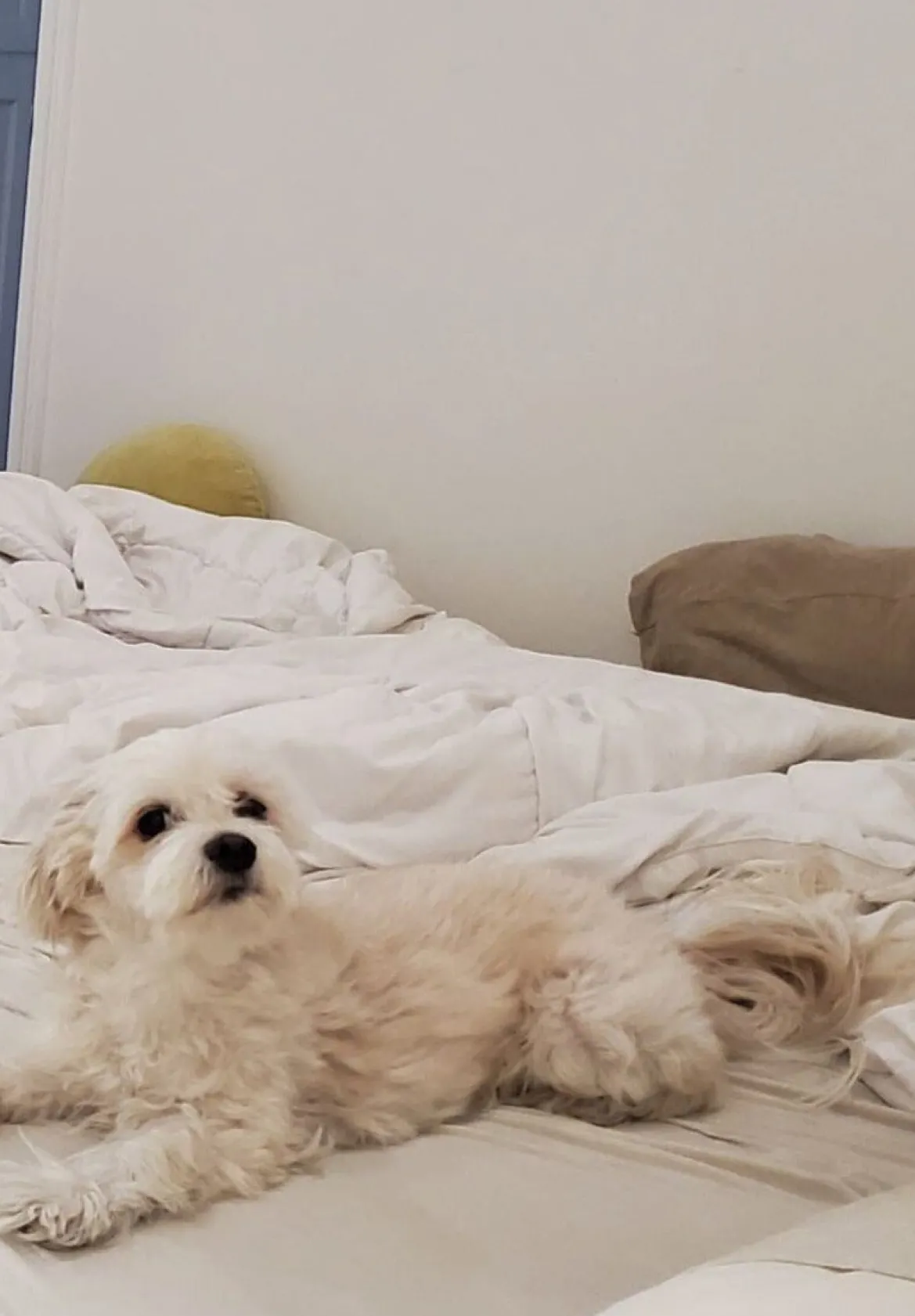 STAUD CUSTOM ALEC BAG | TAN