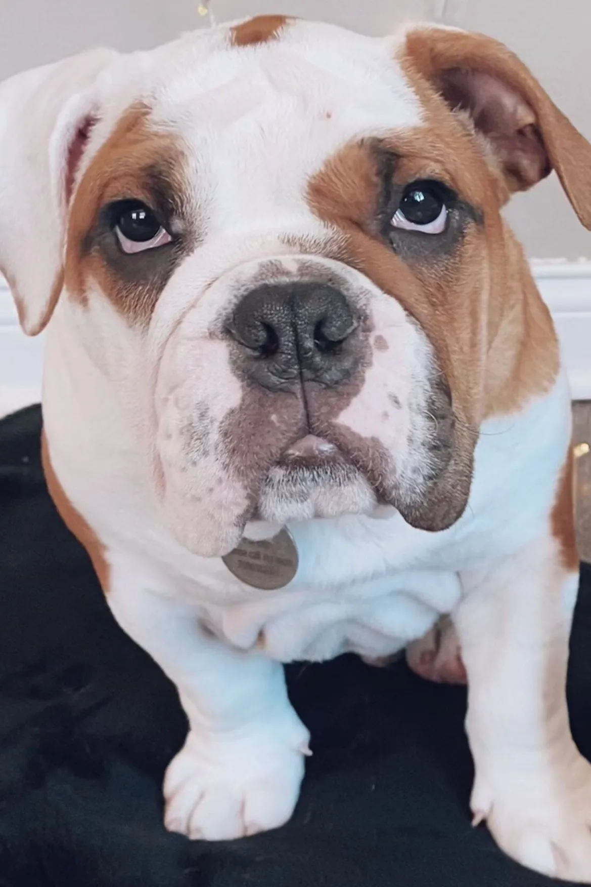 STAUD CUSTOM KAIA SHOULDER BAG | CREAM