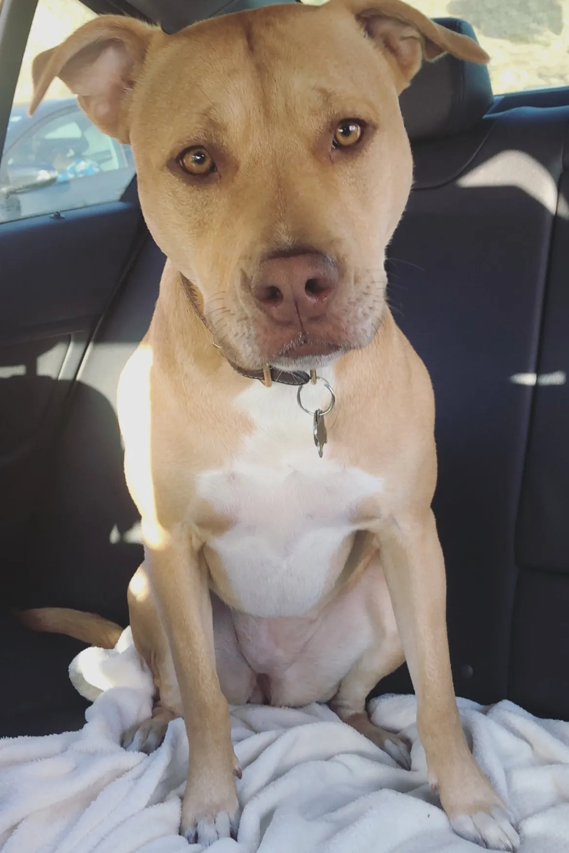 STAUD CUSTOM KAIA SHOULDER BAG | BLACK