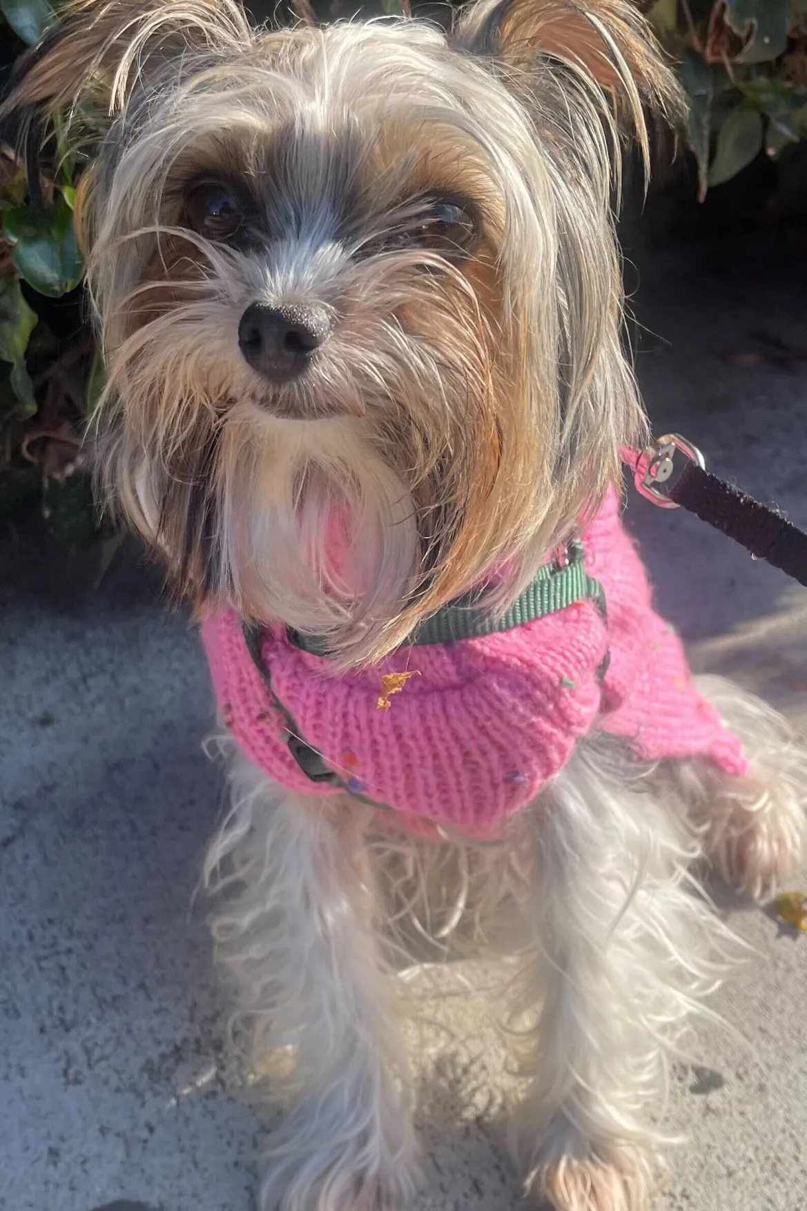 STAUD CUSTOM MINI MOON BAG | BLACK