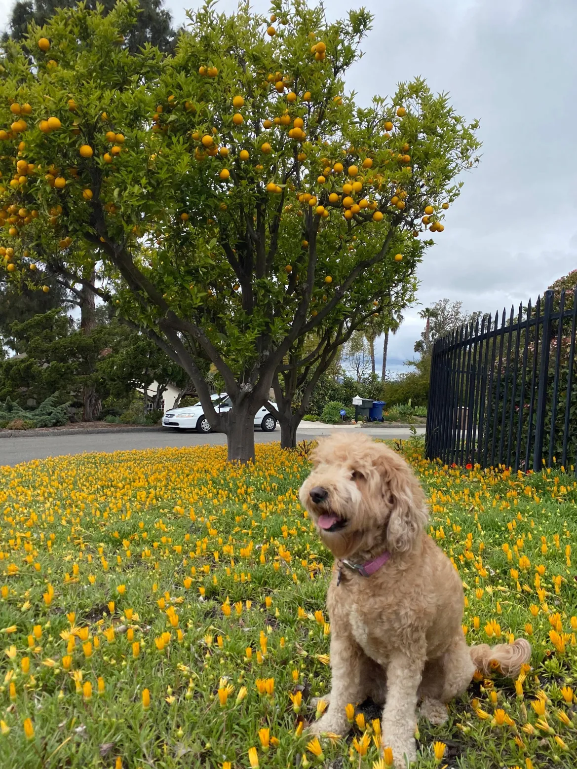 STAUD CUSTOM MINI SHIRLEY LEATHER BAG | BLUSH
