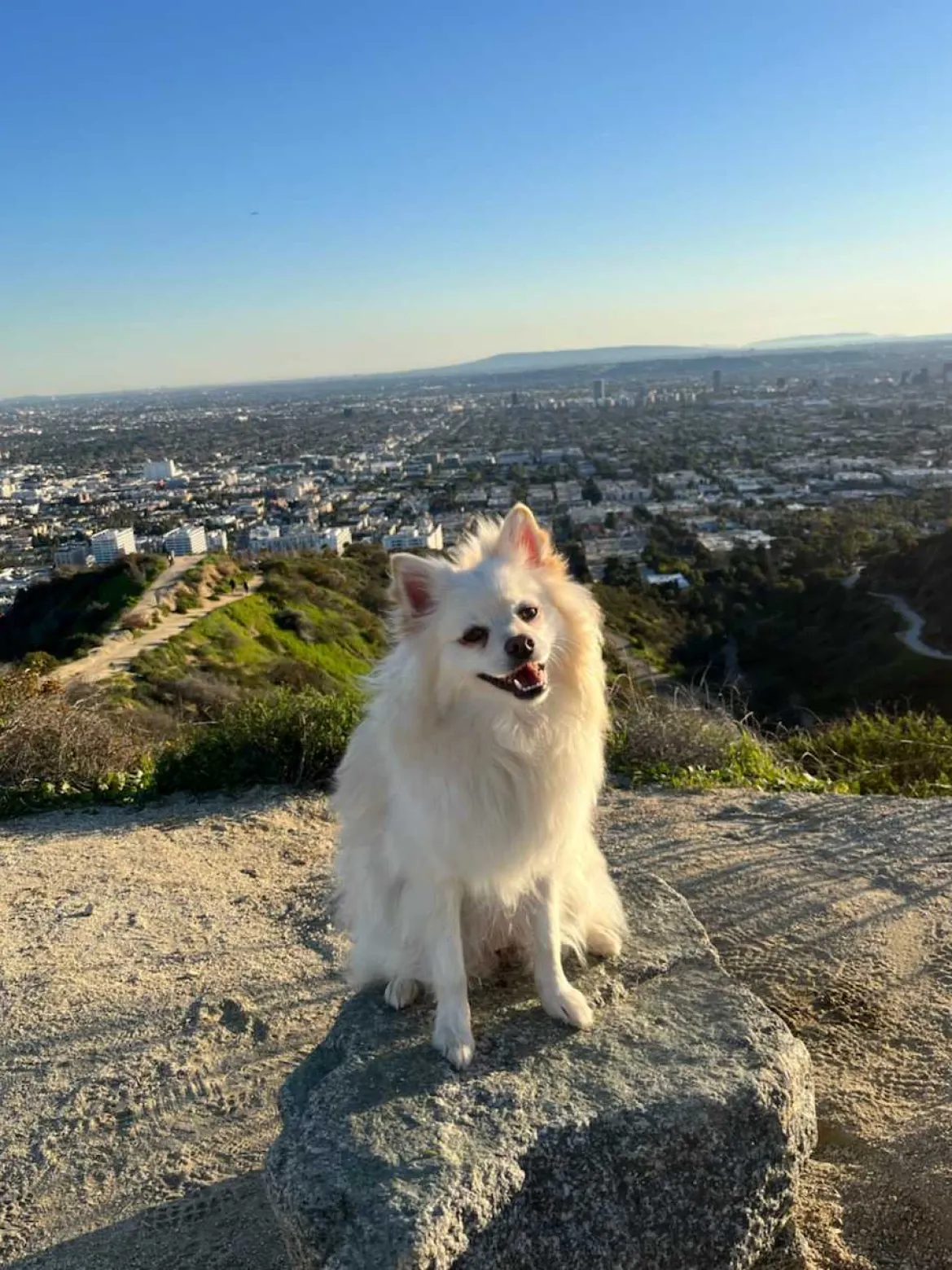 STAUD CUSTOM MINI SHIRLEY LEATHER BAG | BLACK