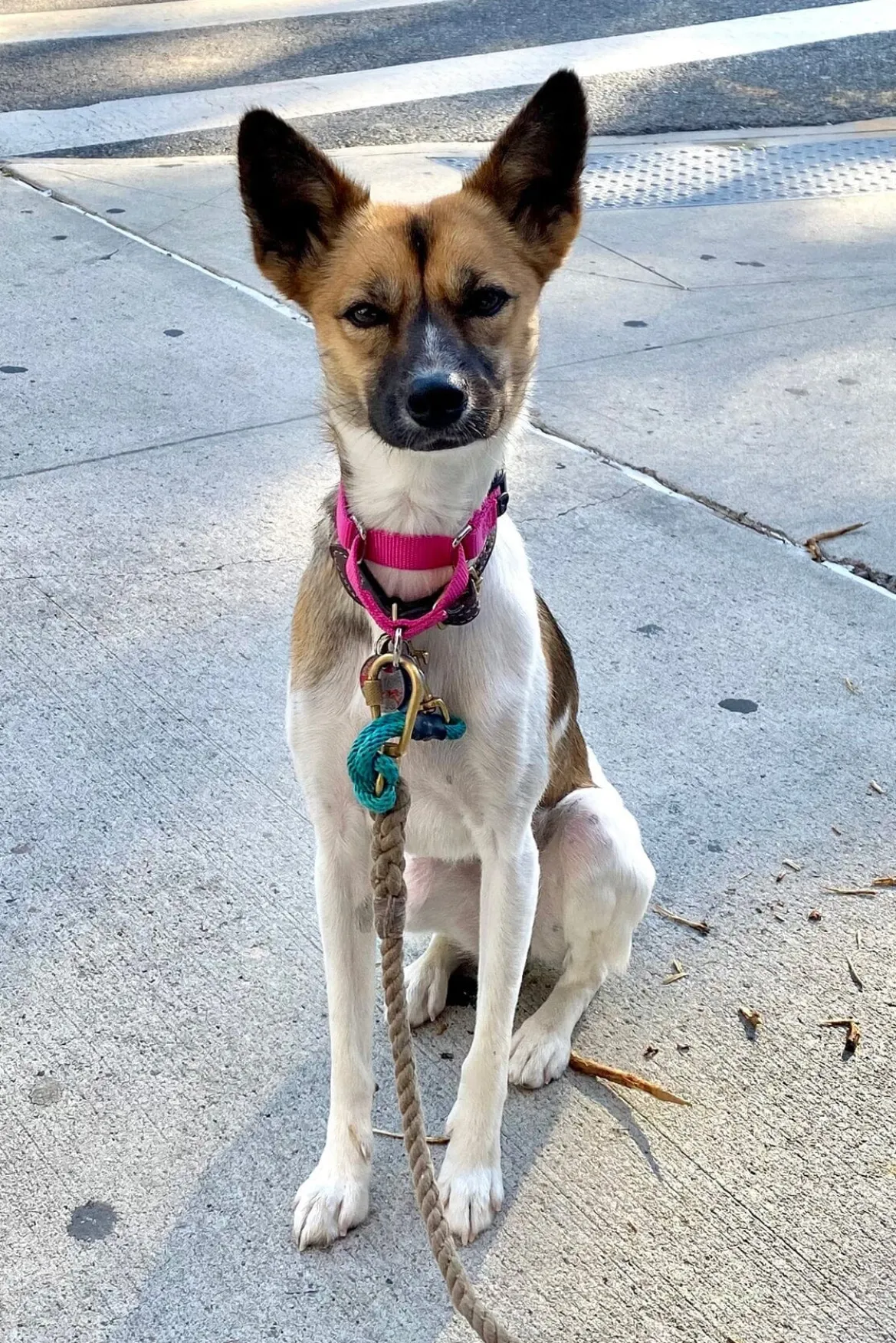 STAUD CUSTOM MOON BAG | CREAM